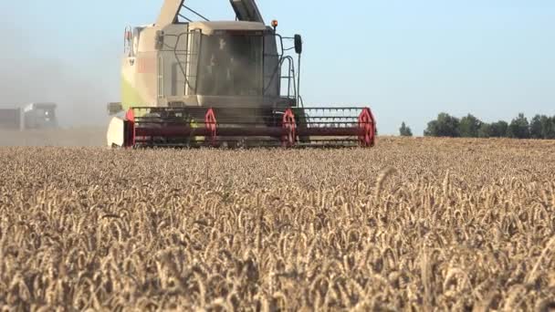Jonge boer rijden oogstmachine combineren zitten in comfort cabine en dorsen gerst tarweplanten. 4k — Stockvideo