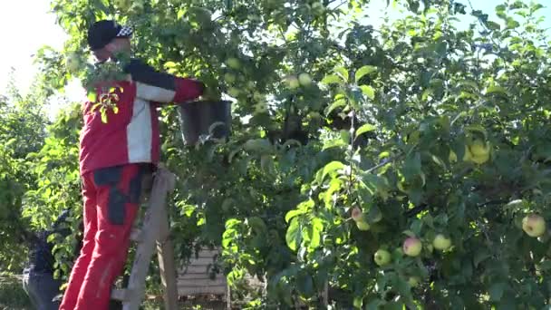 Il contadino sta sulla scala e raccoglie frutti di mela dal ramo dell'albero. 4K — Video Stock