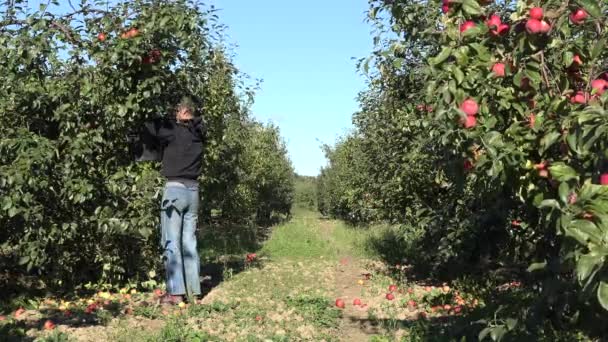 Mladý vysoký farmář sklízí čerstvé jablečné ovoce na podzim. 4k — Stock video