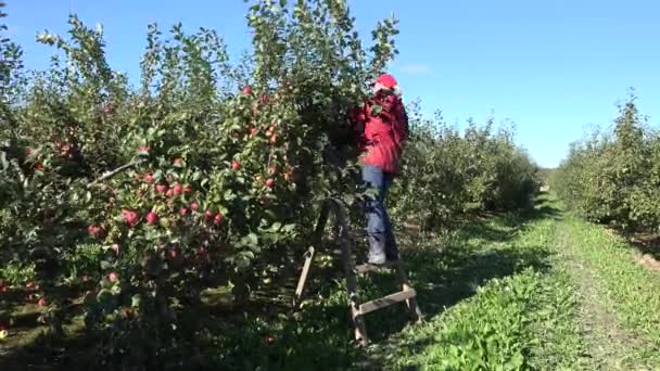 苹果园丁女孩收获夏天的果实爬上梯子。4k — 图库视频影像