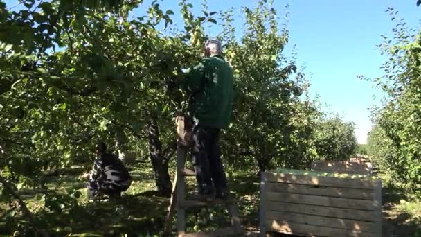 Homem trabalhador pegar fruta de maçã madura na plantação no outono. 4K — Vídeo de Stock