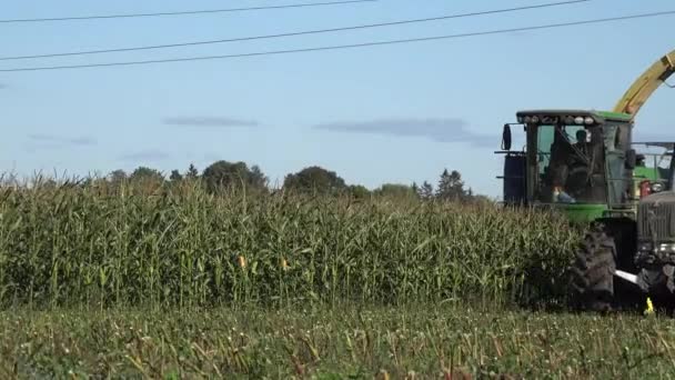 Modern combine harvest corn in farm field plantation on blue sky. 4K — Stock Video