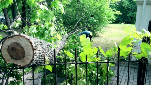 Man start Fuel kettingzaag en cut Fallen Tree Branch liggend op hek. — Stockvideo