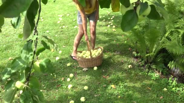 Boer vrouw meisje dragen mand vol met vruchten en het verzamelen van appels onder de boom. 4k — Stockvideo