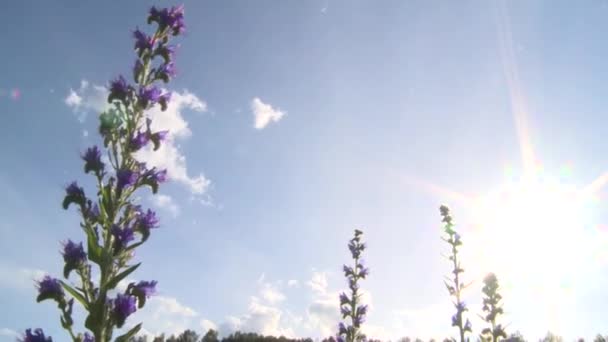 Orm gräs blomma på ljusa himmel bakgrund. Echium vulgare — Stockvideo