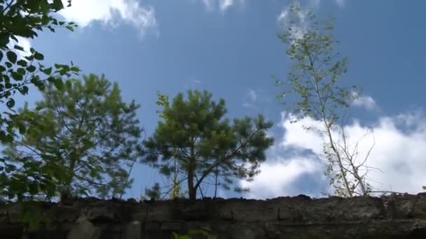 Bomen groeien op beschadigde bakstenen muren van oude verlaten gebouw muren — Stockvideo