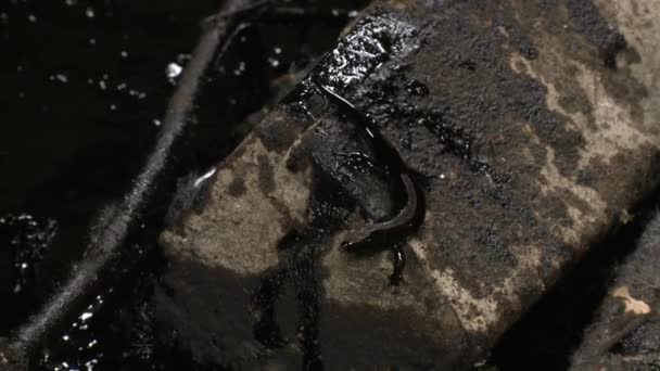 在废弃的工业建筑中覆盖着石油有毒产品的蜥蜴 — 图库视频影像
