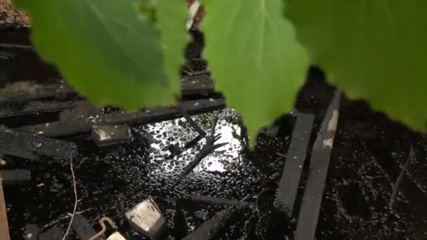 Produits toxiques dans les maisons industrielles abandonnées et les feuilles d'arbres — Video