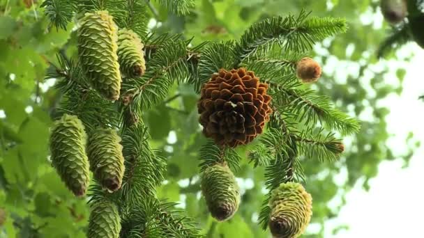 Branches de sapin avec des cônes verts en détail sur fond de ciel nuageux — Video