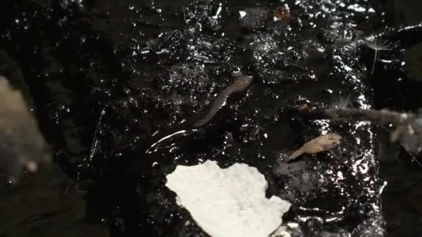 Animal lagarto caminando a través de restos de productos químicos de petróleo — Vídeos de Stock