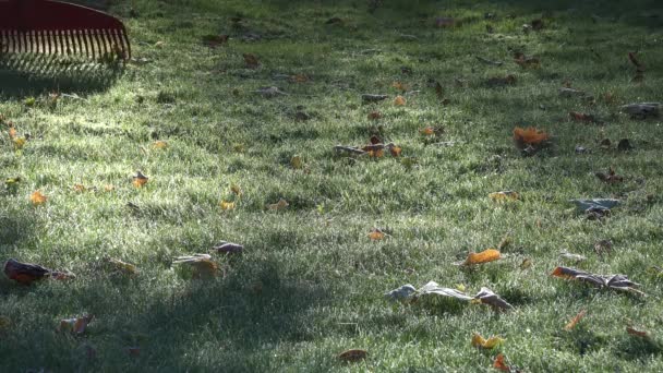 Trabajador del jardín rastrillando hojas de césped helado en la mañana de otoño. Primer plano. 4K — Vídeo de stock