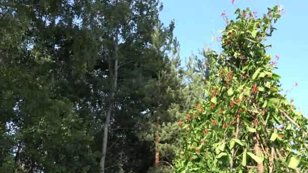 Plantas de leguminosas de feijão alto arbusto com flores vermelhas e vagens crescendo na fazenda. 4K — Vídeo de Stock