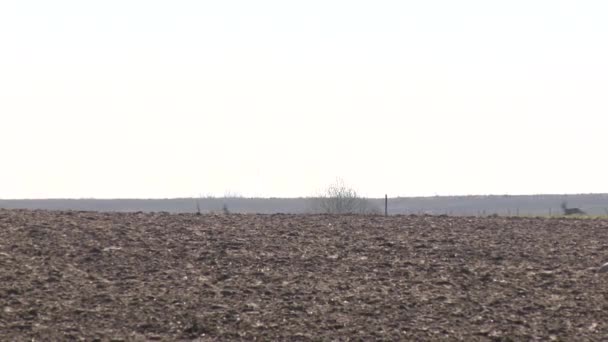 Uma manada de veados corça pelo campo. Animais selvagens mamíferos movimento rápido — Vídeo de Stock