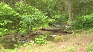Vahşi ormandan nehir suyu akışı