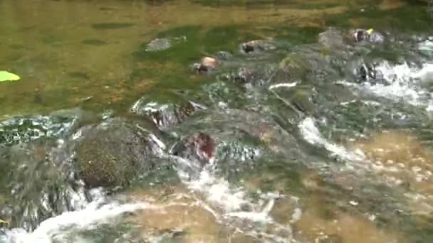 Agua del río fluye a través de piedras musgosas — Vídeo de stock