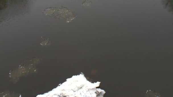 Eisscholle treibt im Winter auf Flusswasser zwischen Waldbäumen — Stockvideo