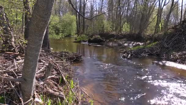 L'eau du ruisseau coule à travers la forêt sauvage dans une belle journée 