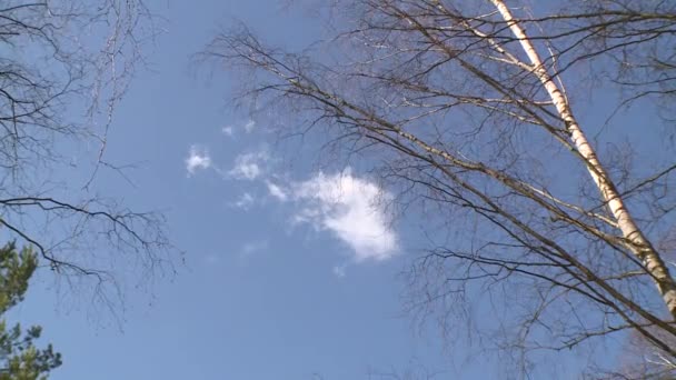 Mavi gökyüzü arka planında ağaç dalları ve bulutlar — Stok video