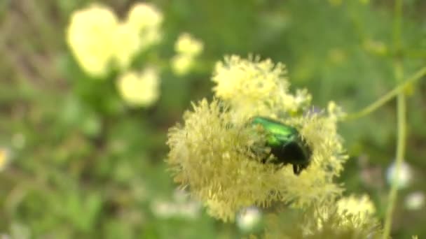 Closeup of green beetle on flower bloom — Stock Video