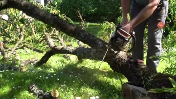 Jardineiro masculino serrar ramo com motosserra. Limpeza jardim após tempestade. Gimbal. — Vídeo de Stock