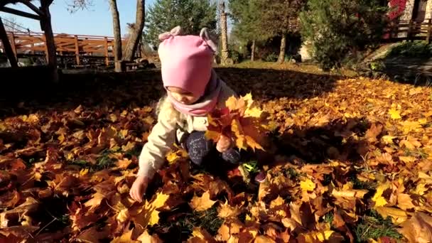 Little cute girl collects fallen colorful autumn leaves into bouquet in park — Stock Video