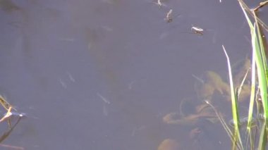 Su kaptanı veya Gerridae su yüzeyinde dans