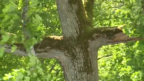 Viejas ramas del bosque se mueven en el viento enorme — Vídeos de Stock