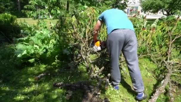 Άνθρωπος με αλυσοπρίονο έχουν πέσει διακοσμητικά κλαδιά δέντρων στον κήπο. Αντίζυγο — Αρχείο Βίντεο