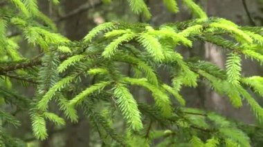 genç köknar ağacı dalları dalları rüzgarda hareket.