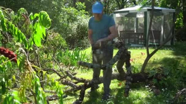 Sägemehl fliegt, als der Gärtner mit der Kettensäge einen umgestürzten Baum gefällt. Gimbalenbewegung — Stockvideo