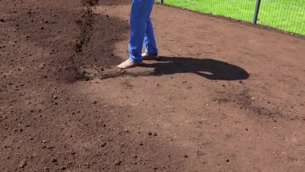 Mann mit Eimer gießt fruchtbaren Boden für die Grasaussaat im Hof. Statischer Schuss. — Stockvideo