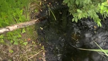 Zehirli yağ ile kaplı kirli suya dokunan sopa