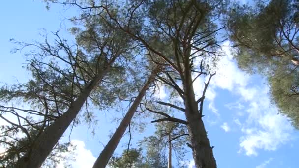 Stromy jehličnaté borovice vrcholí na oblačné pozadí