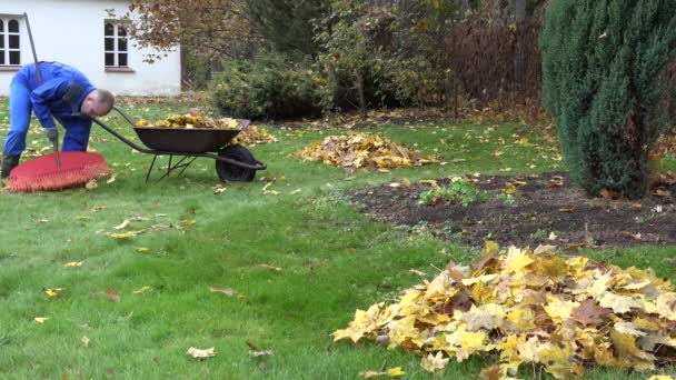 O homem trabalha com o ancinho grande e o carrinho de mão no jardim de outono. 4K — Vídeo de Stock