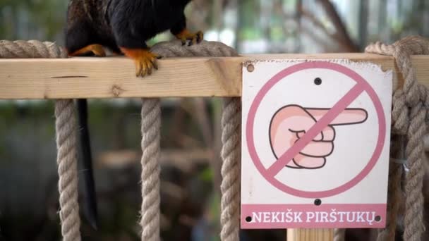 Kein Finger berührt Schild am Zaun und Goldkopf-Löwen-Tamarinaffe im Zoo — Stockvideo