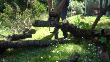 İşçi kesilen ağacı testereyle kütüklere keserken talaş uçar. Gimbal hareketi
