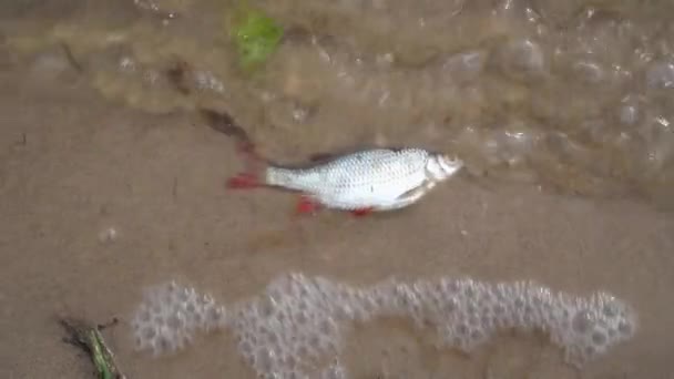Martwe ryby drogowe na brzegu jeziora. Gimbal Motion shot — Wideo stockowe