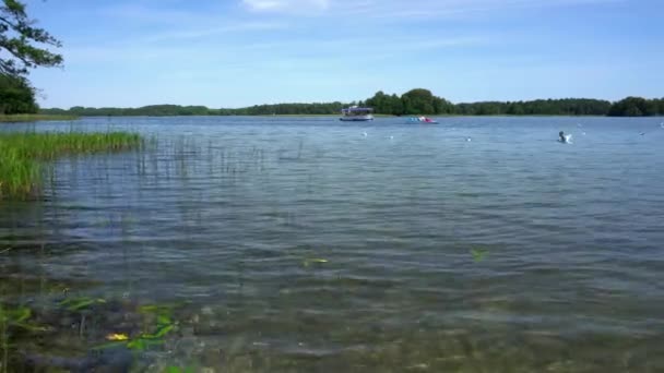 Aves acuáticas y transporte acuático en el lago. Yate, catamarán y lancha a motor — Vídeos de Stock