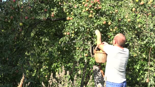 Человек выбирает свежие груши фруктово-зеленый сад. Урожай в усадьбе. 4K — стоковое видео