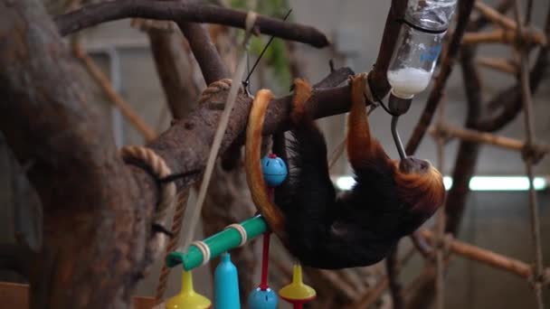 금빛 머리 사자 타마 랭 원숭이, 동물원에서 특별 한 플라스크에서 물을 마시다 — 비디오