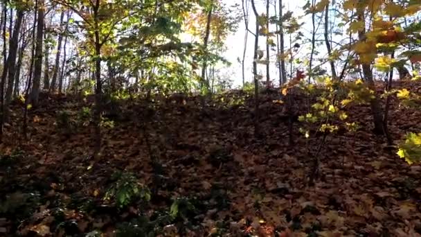 Ağaç dallarında parlayan güneş ışınlarının izini sürmek — Stok video