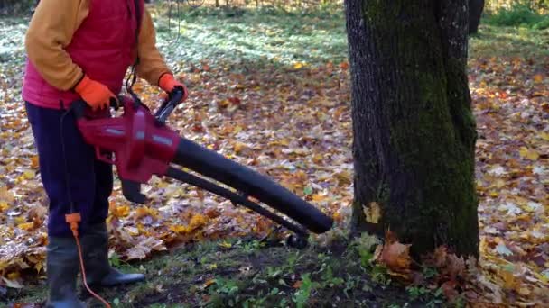 Geschoolde tuinman blaast kleurrijke bladeren in de buurt van boomstam in park — Stockvideo