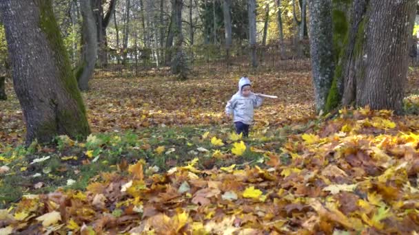 Niño niño con rastrillo herramienta caminar jardín cubierto de coloridas hojas de otoño — Vídeo de stock