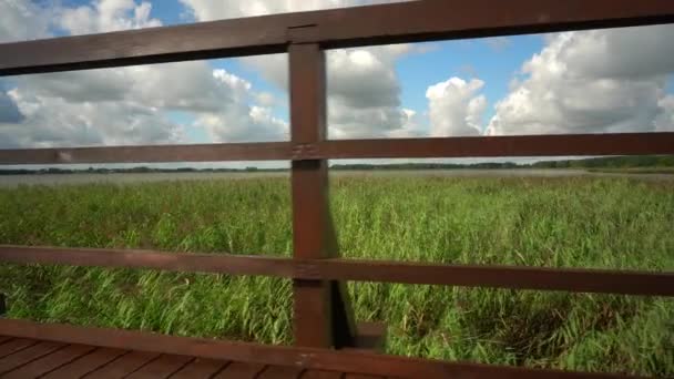 Pěšky u zábradlí dřevěného mostu pro pěší. Jezero, bulrush a zatažená obloha — Stock video