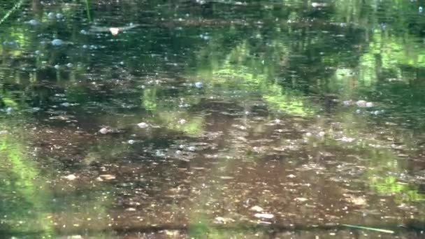 Naturaleza pantanosa con libélulas y hierba en verano. 4K — Vídeo de stock