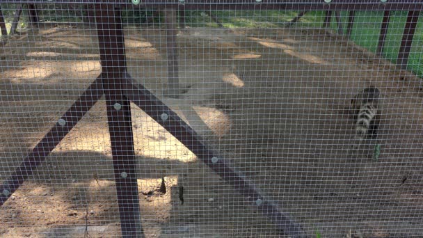 Paseo de animales en la jaula del zoológico en el día de verano. 4K — Vídeo de stock