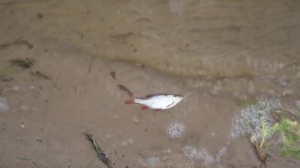 Inquinamento globale delle acque. Pesce scarafaggio morto sulla spiaggia del lago d'acqua inquinata. Gimbal — Video Stock