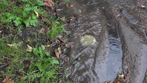 Yağmurlu bir sonbahar gününde su akıntısı yokuş aşağı akar. 4K — Stok video