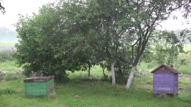 Kerti fák és méhkaptárak heves nyári esőben. 4K