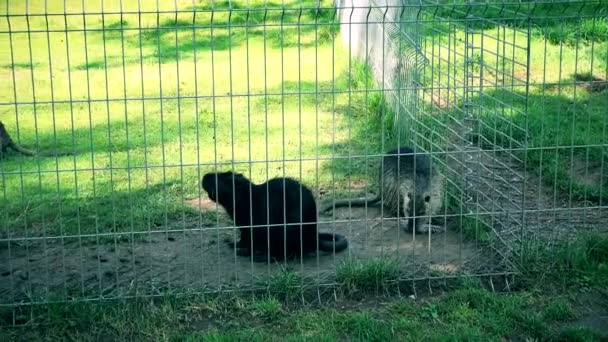 Vista panorámica de ondatra muskrat paseo en la jaula del zoológico en verano. 4K — Vídeos de Stock